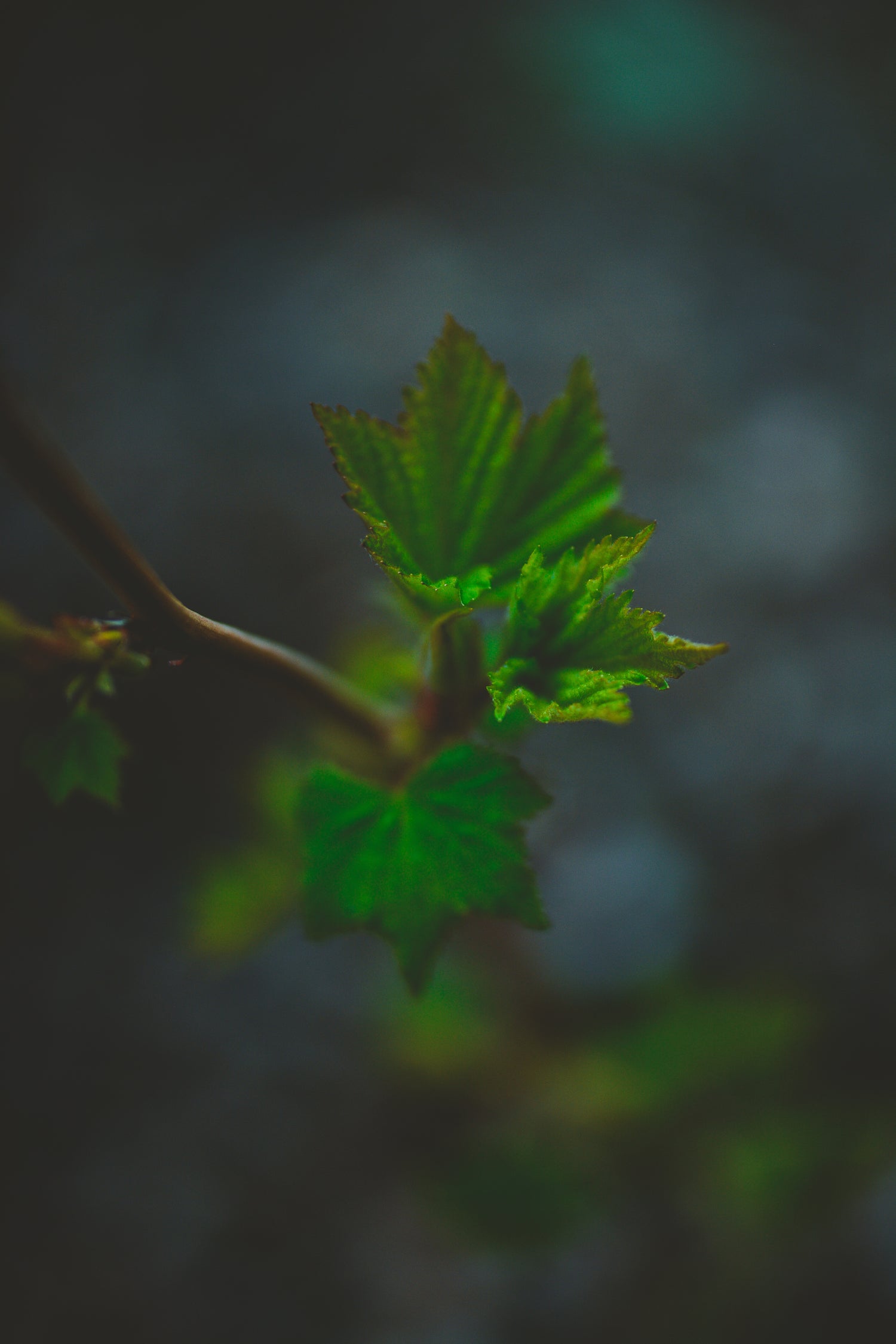 "Close-up of a green leaf in low light, highlighting its texture and natural beauty."